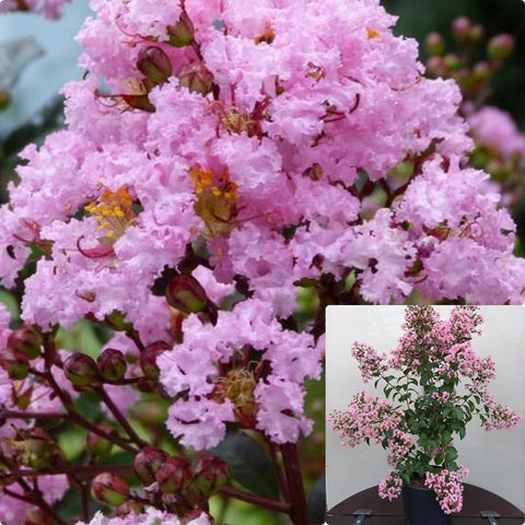 Lagerst Rhapsody In Pink Mlt 5Gallon Plant Crape Myrtle Plant Queens Grape Myrtle Plant Plant Flower Live Plant Gr7