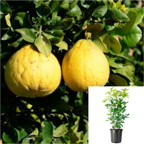 Citrus Maxima Valentine 5 Gallon Plant Pummelo Live Plant Gg7