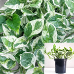 Pothos Pearl And Jade Epipremnum Aureum Plant 1 Gallon Good In Low Light Pear And Jade Pothos Indoor Pot Live Plant Ht7