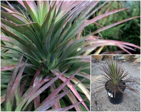 Yucca Aloifolia Magenta Magic 3 Gallon Plant Variety Palnt Shrubs Live Plant Ho7