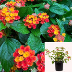 Lantana Little Lucky Hot Pink 5Gallon Plant Lantana Plant Mounding Pink Plant Plant Flat Florets Plant Flower Live Plant Gr7