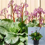 Bergenia Cordifolia Winterglo 1 Gallon Plant Pigsqueak Plant Bergenia Winterglow Live Plant Gr7