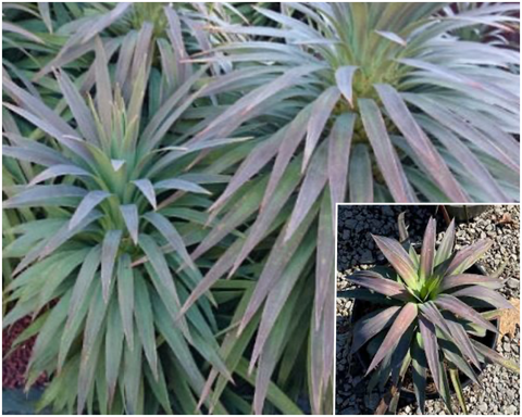 Yucca Desmetiana Blue Boy 3Gallon Plant Deciduous Vs. Evergreen Palnt Shrubs Live Plant Ho7