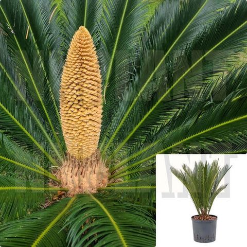Cycas Revoluta Sago Palm 3 Gallon Japanese Sago Palm Plant King Shrub Outdoor Live Plant Gr7