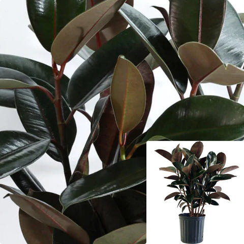 Rubber Burgundy 7 Gallon Plant Pot 4 5Ft Tall Indian Rubber Tree Rubber Fig Rubber Premium Foliage Live Olant Ht7