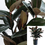 Rubber Burgundy Plant 12Inches Pot 4 5Ft Tall Indian Rubber Tree Rubber Fig Rubber Premium Foliage Live Olant Ht7