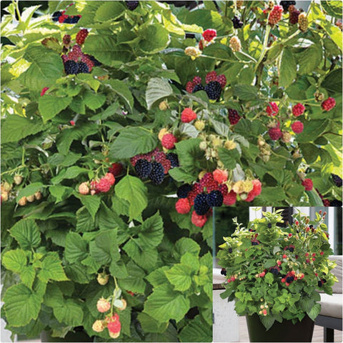 Blackberry Baby Cakes Apf 2 Gallon Ursinus Calflora Live Plant Fr7