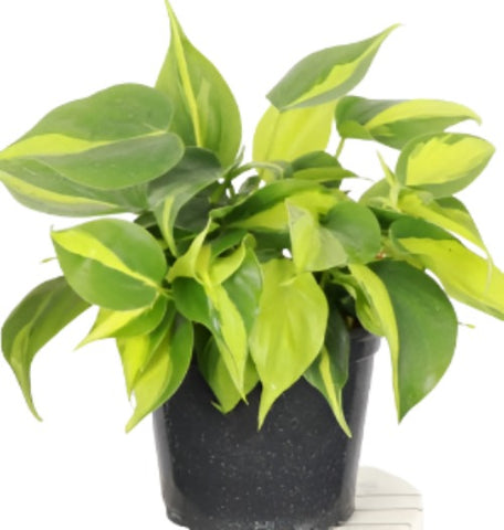 Philodendron Silver Tripe Plant Silver Stripe Plant 3 Gallon Pot Live Plant Hanging Vine Plant Ht7 Best