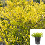 Coleonema Pulchrum Sunset Gold 1 Gallon Golden Breath Of Heaven Confetti Bush Buchu Diosm Live Plant