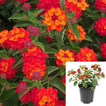 Lantana Little Lucky Red 1Gallon Plant Lantana Plant Shrub Verbena Plant Hot Pink Little Lucky Lantana Plant Flower Live Plant Gr7