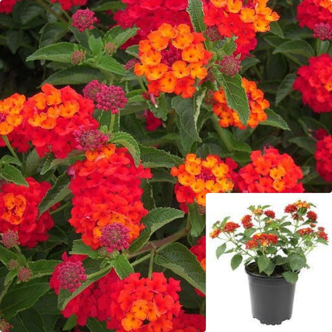 Lantana Little Lucky Red 1Gallon Plant Lantana Plant Shrub Verbena Plant Hot Pink Little Lucky Lantana Plant Flower Live Plant Gr7