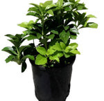 Pachysandra White Plant Allegheny Spurge 1Gallon Live Plant Outdoor Plant Bush Gr7