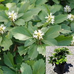 Pachysandra White Plant Allegheny Spurge 1Gallon Live Plant Outdoor Plant Bush Gr7