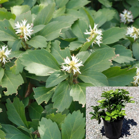 Pachysandra White Plant Allegheny Spurge 1Gallon Live Plant Outdoor Plant Bush Gr7