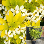 Choisya Ternata Sundance 5 Gallon Plant Sundance Mexican Palnt Flower Live Plant Gg7