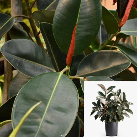 Rubber 3Gallon Plant India rubber Plant Houses Air Purifying Shrub Live Plant ht7