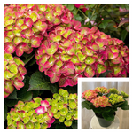 Hydrangea Be Tilt Swirl 2 Gallon Plant Palnt Shrubs Live Plant Ho7