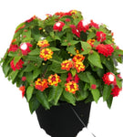 Lantana Little Lucky Red 5Gallon Plant Lantana Plant Shrub Verbena Plant Hot Pink Little Lucky Lantana Plant Flower Live Plant Gr7