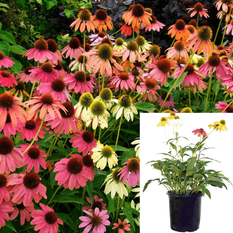 Echinacea Cheyenne Spirit 1 Gallon Orange Plant Coneflower Echinac Live Plant Outdoor Flower Gr7
