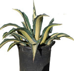 Agave Mediopicta Alba 5Gallon Plant White Stripe Century Plant The Century Plant Outdoor Live Plant Gr7