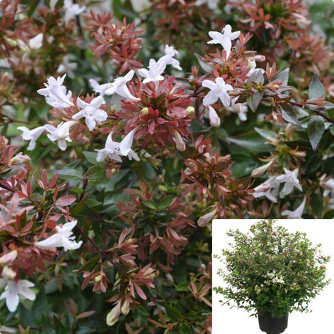 Abelia Grandiflora Sherwoodii 5Gallon Pink Glossy Abelia Shrub Live Plant Ht7