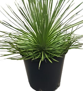 Agave Geminiflora 1Gallon Agave Blue Glow Agave Attenuata Agave Ocahui Live Plant Outdoor Fr7