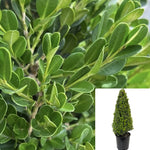 Buxus Winter Gem Cone 5 Gallon Japonica Plant Boxwood Live Plant Fr7