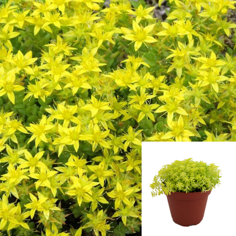 Sedum Acre Biting Stonecrop Agavaceae Succulent Drought Tolerant 4Inches Pot ground covering live plant ht7 best