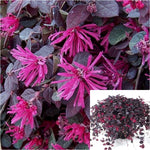 Loropetalum Purple Pixie 2 Gallon Chinese Fringe Flower Purple Dwarf Weeping Live Plant Gr7
