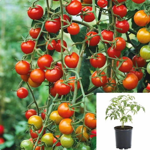 Tomato Super Sweet 100 Plant 4 inches Solanum Lycopersicum Super Sweet Live Plant Ht7