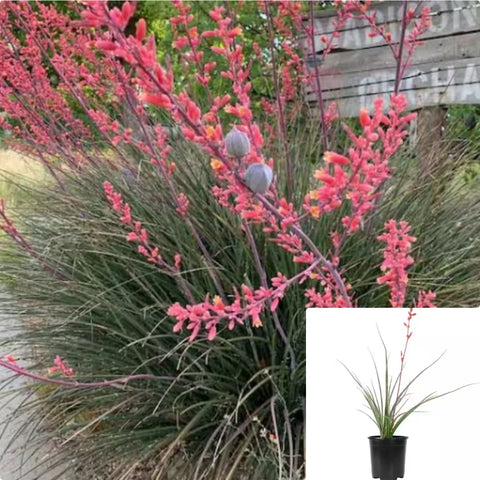 Hespearloe Parviflora Red Yucca 1Gallon Red Yucca Coral Yucca Hummingbird Mr7Ht7