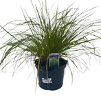 Deschampsia Caespitosa 1 Gallon Plant Tufted Hair Grass Palnt Shrubs Live Plant Gr7