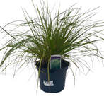 Deschampsia Caespitosa 1Gallon Plant Tufted Hair Grass Palnt Shrubs Live Plant Gr7