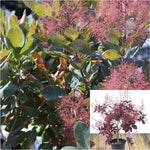 Cotinus Coggyria Grace 5 Gallon Purpureus Multi Royal Purple Smoke Live Plant Outdoor Gg7