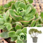 Aeonium Pinwheel Plant 1Gallon Pot Aeonium Haworthii Pinwheel Plant Succulent Drought Tolerant Live Plant Ht7 Best