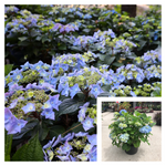 Hydrangea Es Pop Star 3 Gallon Plant Bigleaf Palnt Shrubs Live Plant Ho7