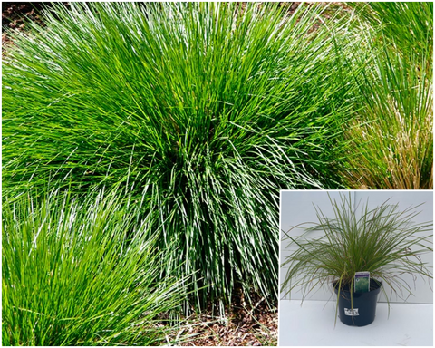 Deschampsia Caespitosa 1Gallon Plant Tufted Hair Grass Palnt Shrubs Live Plant Gr7