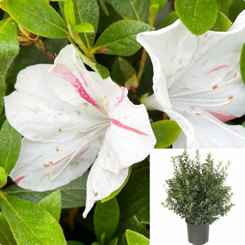 Azalea Iveryana 3 Gallon Pot Rhododendron Southern Indian Hybrid Plant Shrub Outdoor Live Plant Ho7