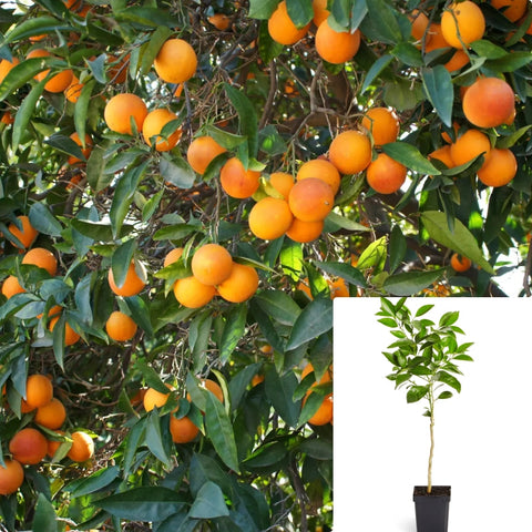 Citrus Sinensis Moro Patio Tree 5Gallon Plant Blood Orange Plant Moro Blood Orange Fruit Tree Live Plant Gg7