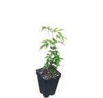 Jasminum Polyanthemum 4Inches Plant Pink Jasmine Sambac Flower best fragrant Live Plant Ht7