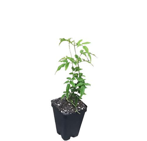 Jasminum Polyanthemum 4Inches Plant Pink Jasmine Sambac Flower best fragrant Live Plant Ht7