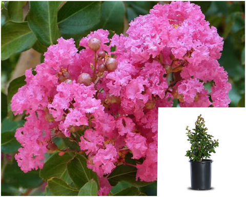 Lagerst Choctaw 5Gallon Plant Crape Myrtle Palnt Shrubs Live Plant Gr7