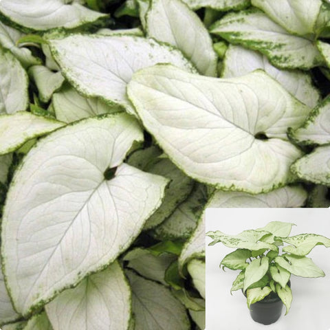 Butterfly Allusion White Plant Arrowhead Plant White 6Inches Pot Premium Rare Li Ht7 Best