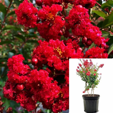 Lagerstroemia Fe Ruffled Red Magic 3Gallon Lagerstroemia Fe Ruffled Red Magic Plant 3Gallon Crape Myrtle Plant Flower Live Ho7