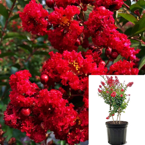 Lagerstroemia Fe Purple Magic 3 Gallon Ruffled Red Plant Crape Myrtle Flower Live Plant Ho7