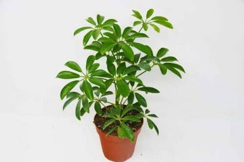 Umbrella Tree Green 1 Gallon Ht7 Plant Dwarf Umbrella Tree Plant Umbrella Shrub Plant Live Plant Ht7