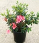 Azalea Duc De Rohan 3Gallon Pot Duc De Rohan Azalea Pink Plant Shrub Outdoor Live Plant Ho7