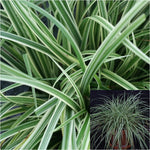 Carex Ornithopoda 1 Gallon Ht7 Bird S Foot Sedge Plant Grasses Ground Covering Live Plant Ht7