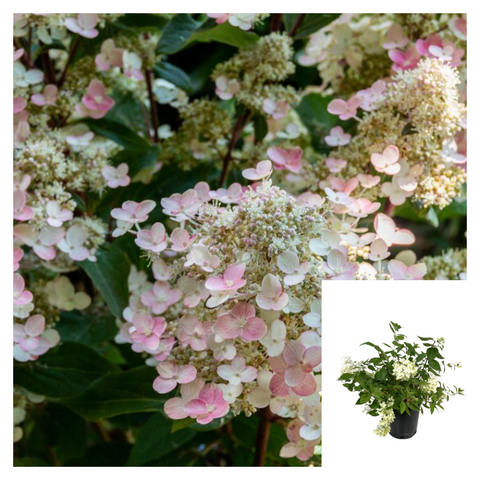 Hydrangea Pan Be Torch 2 Gallon Plant Paniculata Kolmavesu Palnt Shrubs Live Plant Ho7