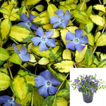 Vinca Minor Variegated 1 Gallon Dwarf Winkle Creeping Myrtle Blue Groundcover Live Plant Gr7
